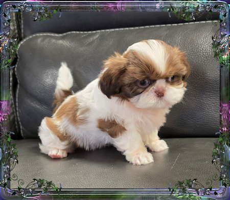 Tiny little male chinese imperial shih tzu puppies for sale teacup